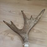 fällhorn älg aukt1 frontsida