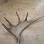 fällhorn älg aukt2 frontsida
