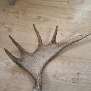 fällhorn älg aukt2 frontsida