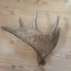 fällhorn älg aukt2 baksida