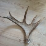 fällhorn älg aukt3 frontsida