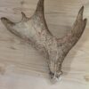 fällhorn älg aukt1 baksida