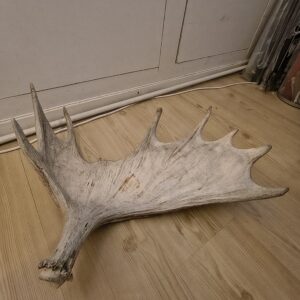 fällhorn älg Högb frontsida