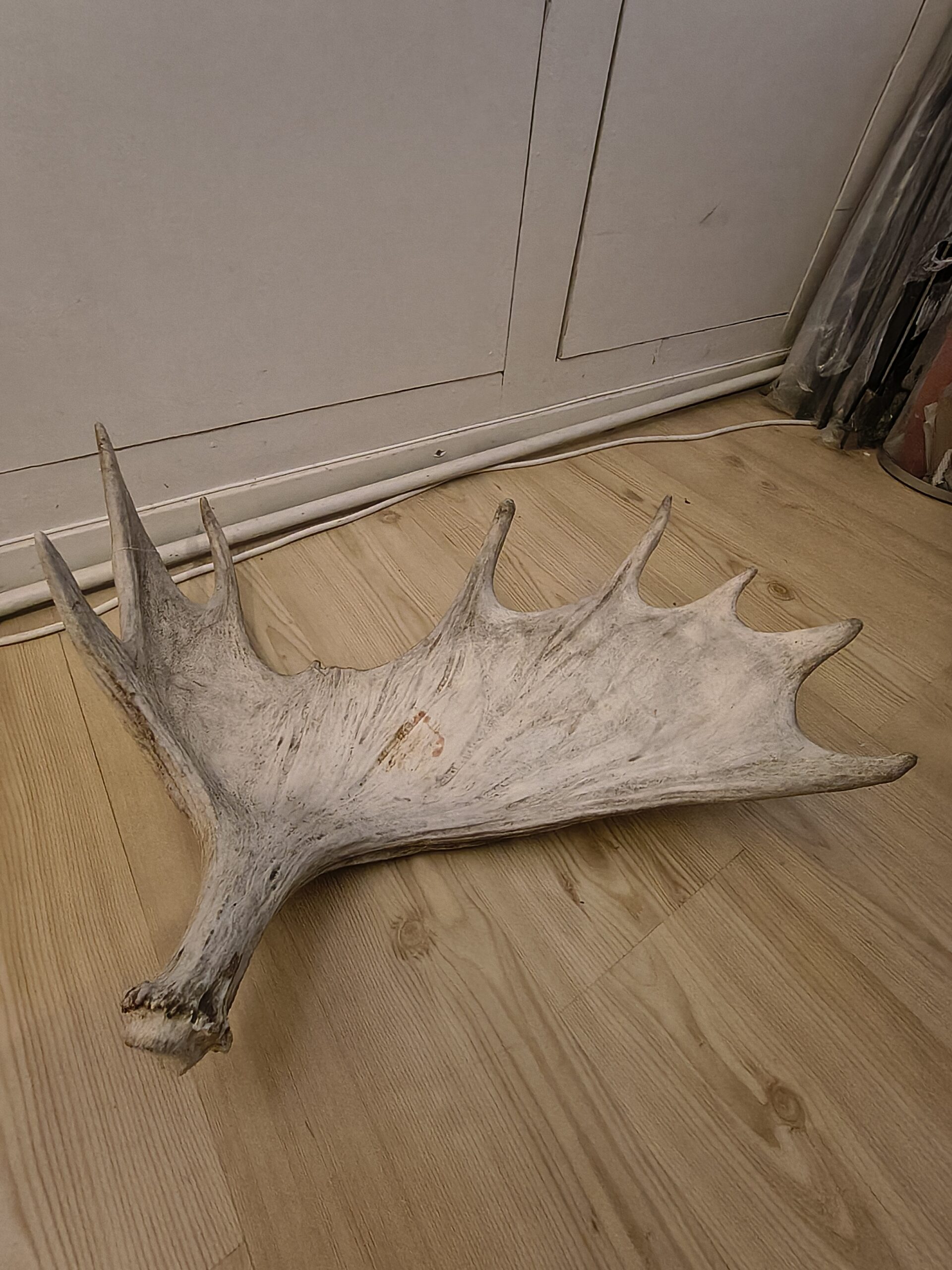 fällhorn älg Högb frontsida